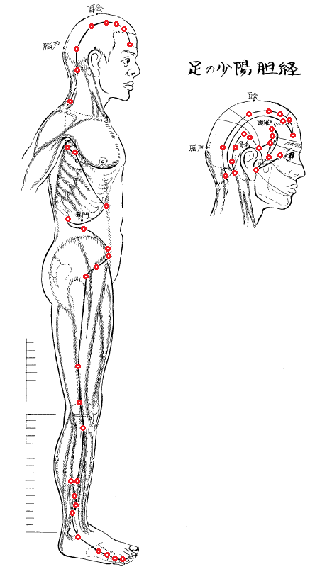 Gallbladder Meridian(GB) And Acu Points – A.O. Oriental Healing