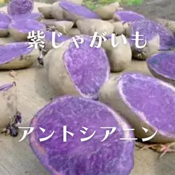 癌の人が紫じゃがいもを食べたい理由
